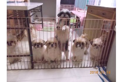 埼玉でシーズーの子犬をお求めなら天使道場へご来店ください