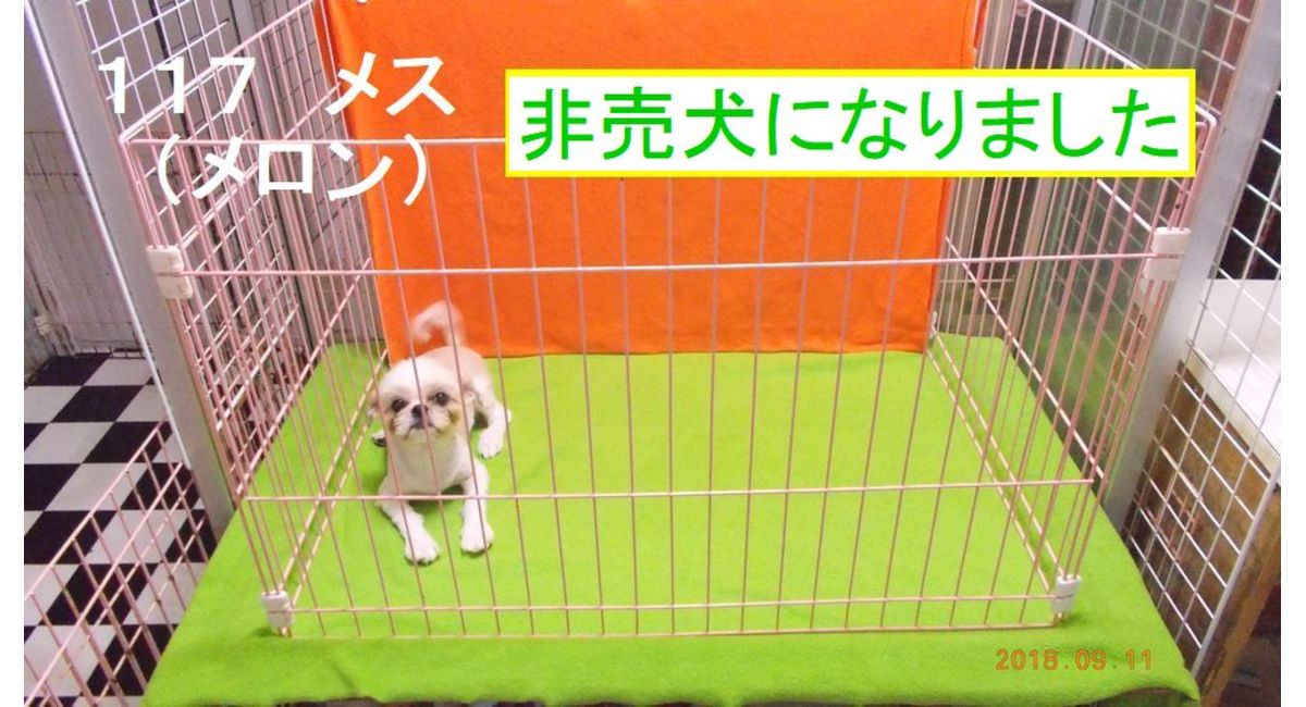 仮名 メロン 埼玉でシーズーの子犬を専門に扱う天使道場にご相談ください