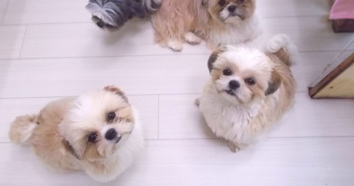 屋内犬のトイレの場所と子犬の寝床の位置について 埼玉でシーズーの子犬を扱う天使道場はアットホームな雰囲気