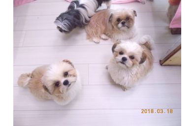 シーズー