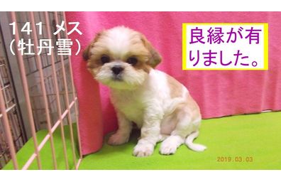 牡丹雪良縁