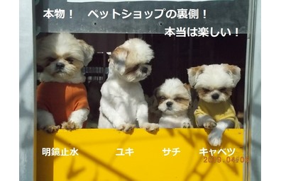 ペットショップの裏側
