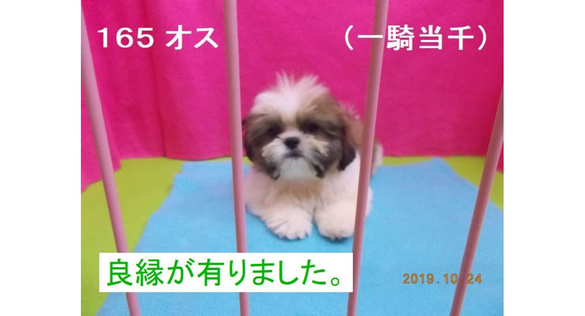 一騎当千良縁