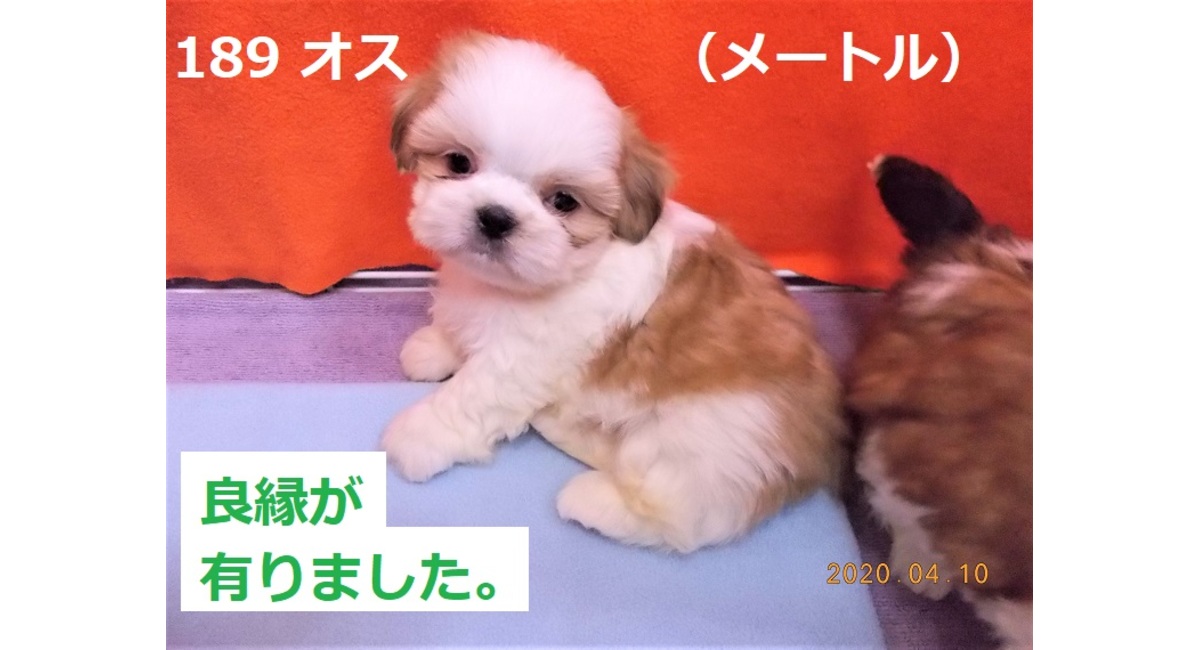 メートル4月良縁