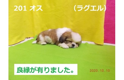 10月ラグエル