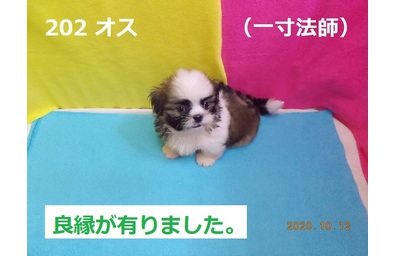 10月一寸法師