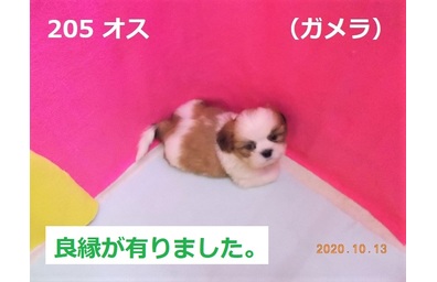 ガメラ良縁