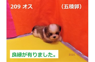 10月五稜郭