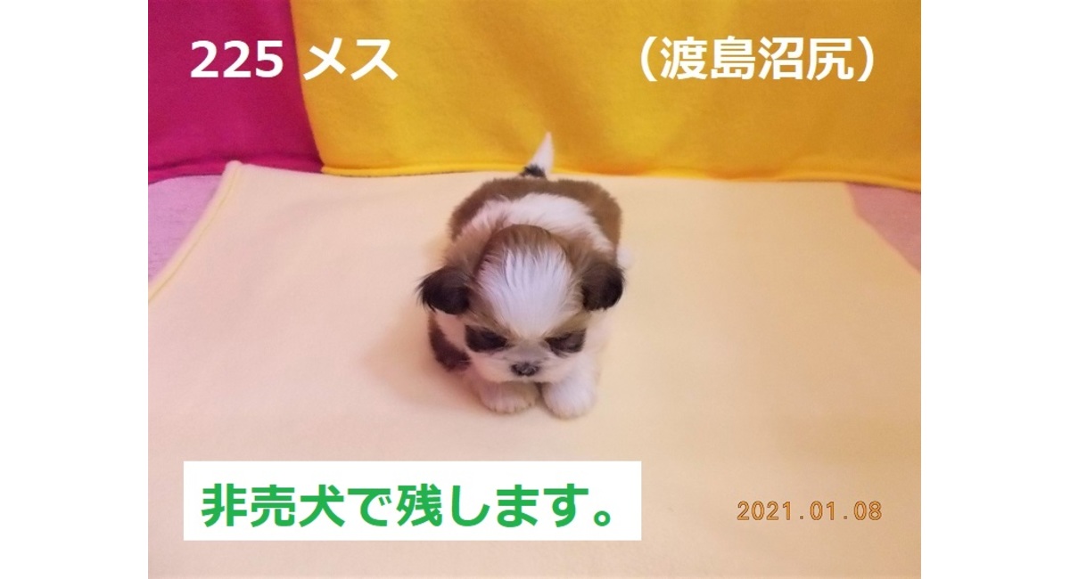 1月の渡島沼尻