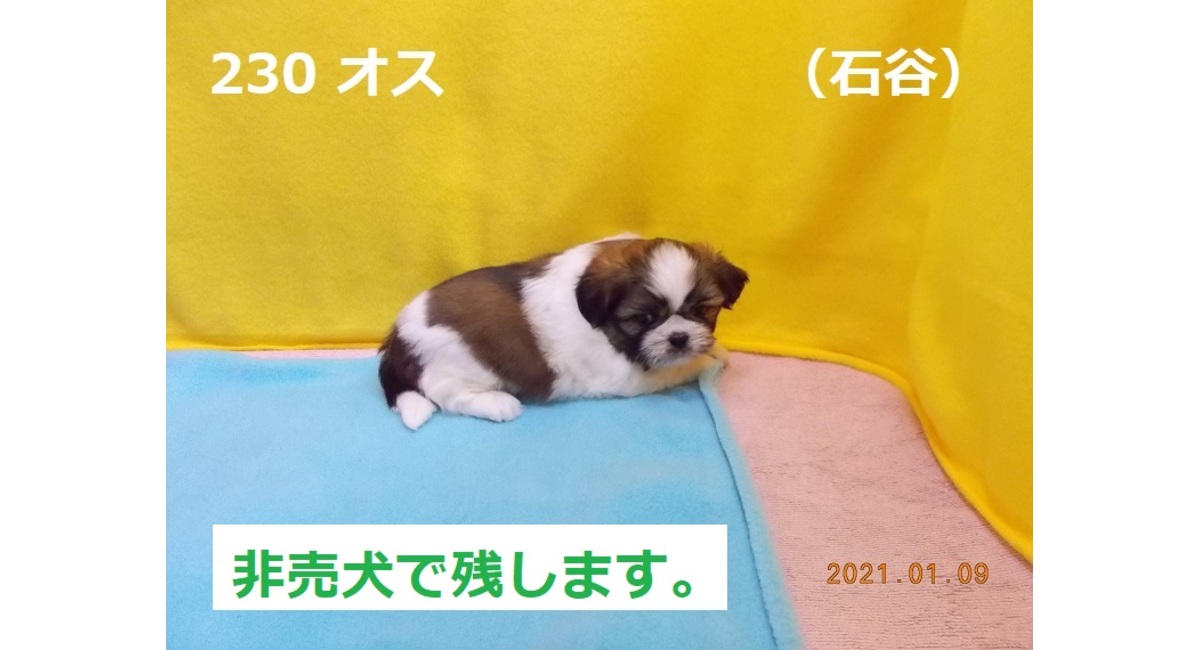1月の石谷