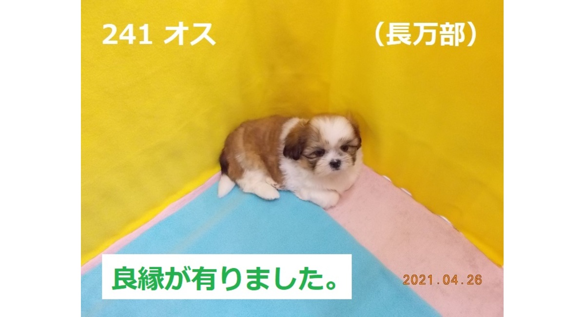 長万部4月下旬