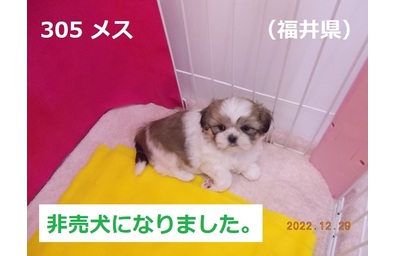 非売犬福井県