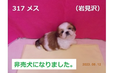 岩見沢非売犬