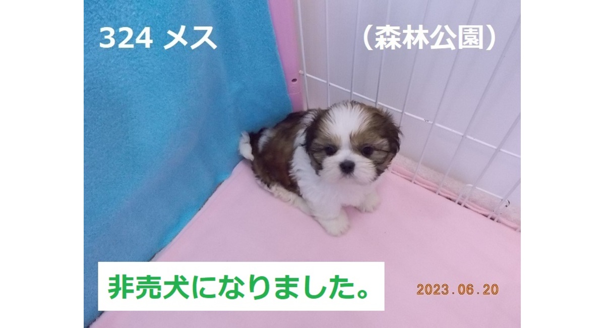 森林公園非売犬