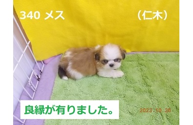 仁木良縁