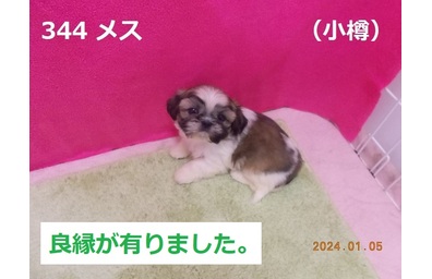 良縁小樽