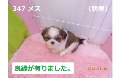 良縁朝里