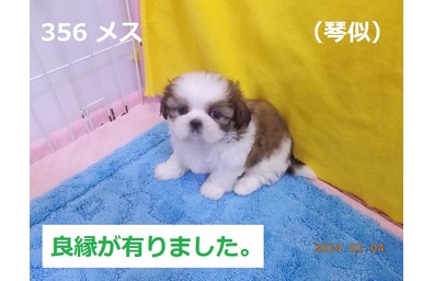 良縁琴似