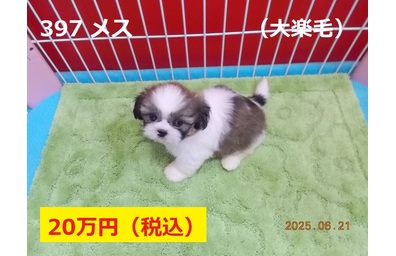 6月大楽毛