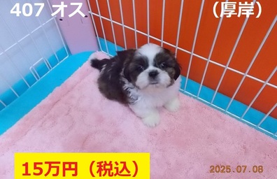 厚岸7月