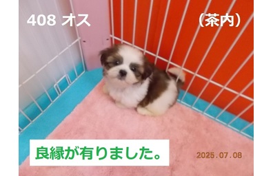 良縁茶内