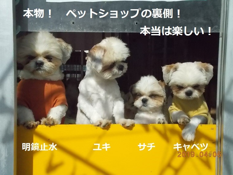 本物、裏側